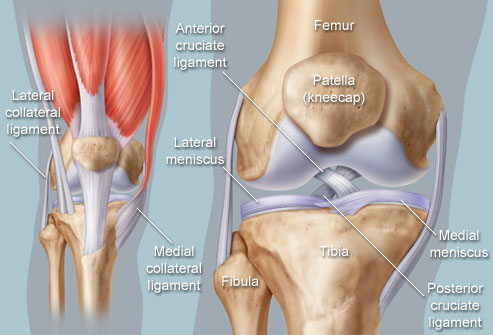 Knee Anatomy